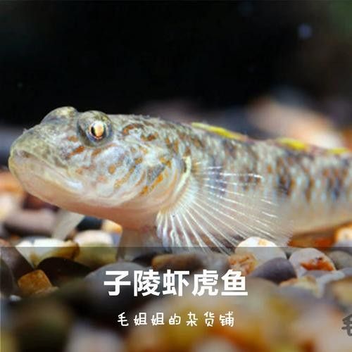 雷龍魚可以和蝦虎混養(yǎng)嗎圖片