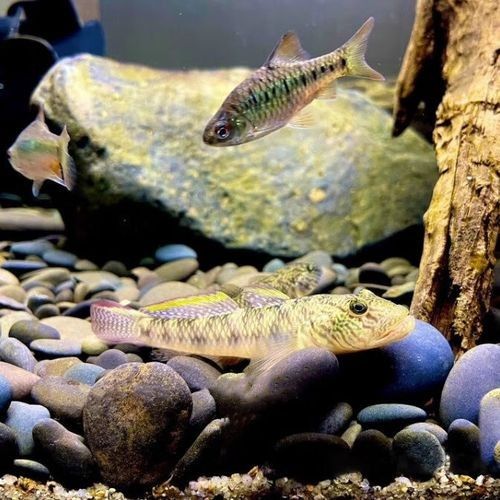 雷龍魚可以和蝦虎混養(yǎng)嗎圖片