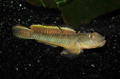 雷龍魚可以和蝦虎混養(yǎng)嗎圖片