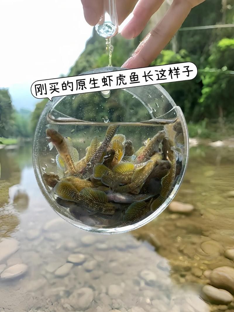 雷龍魚可以和蝦虎混養(yǎng)嗎圖片