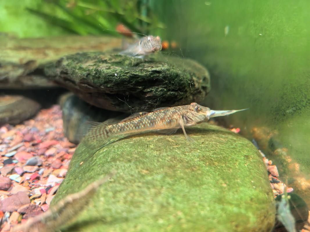 雷龍魚可以和蝦虎混養(yǎng)嗎圖片