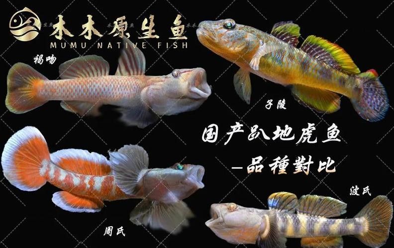 雷龍魚可以和蝦虎混養(yǎng)嗎圖片