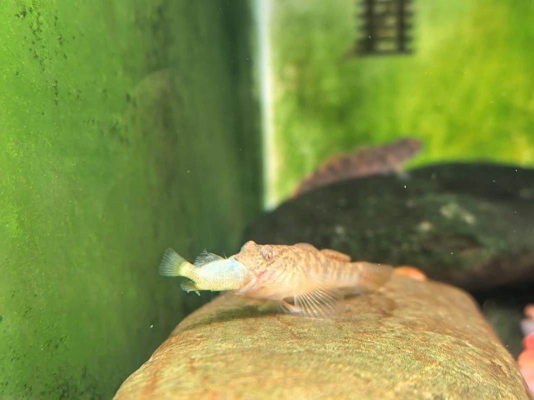雷龍魚可以和蝦虎混養(yǎng)嗎圖片