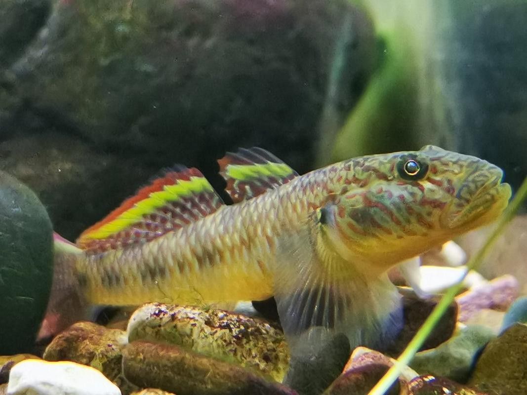 雷龍魚可以和蝦虎混養(yǎng)嗎圖片