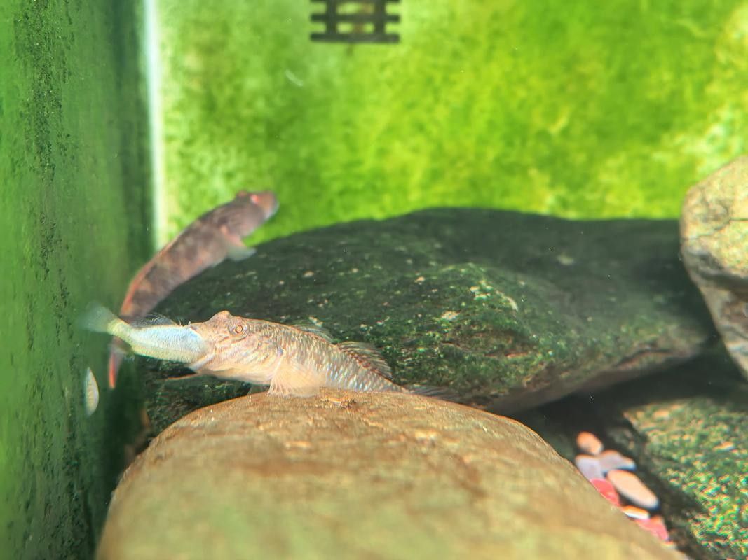 雷龍魚可以和蝦虎混養(yǎng)嗎圖片