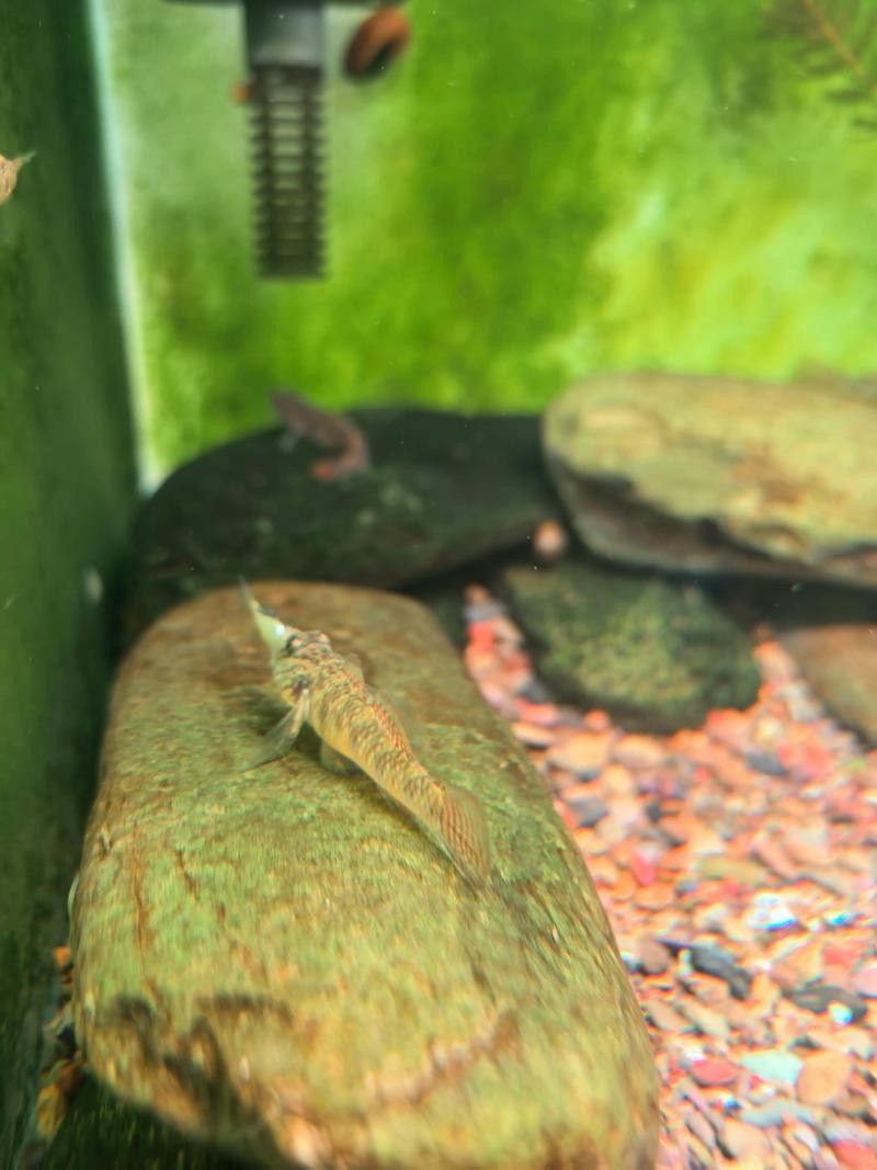 雷龍魚可以和蝦虎混養(yǎng)嗎圖片