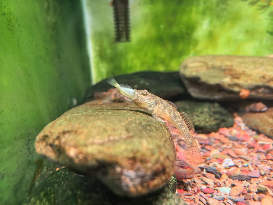雷龍魚可以和蝦虎混養(yǎng)嗎圖片