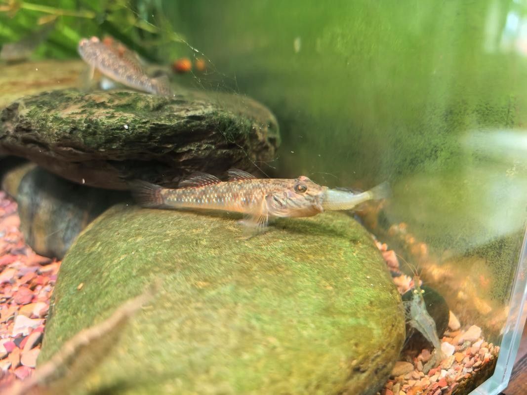 雷龍魚可以和蝦虎混養(yǎng)嗎圖片