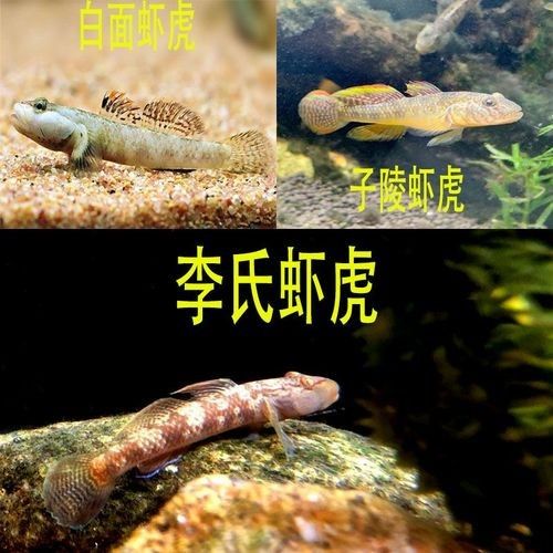 雷龍魚可以和蝦虎混養(yǎng)嗎圖片