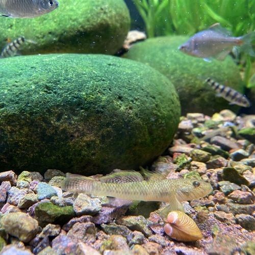 雷龍魚可以和蝦虎混養(yǎng)嗎圖片