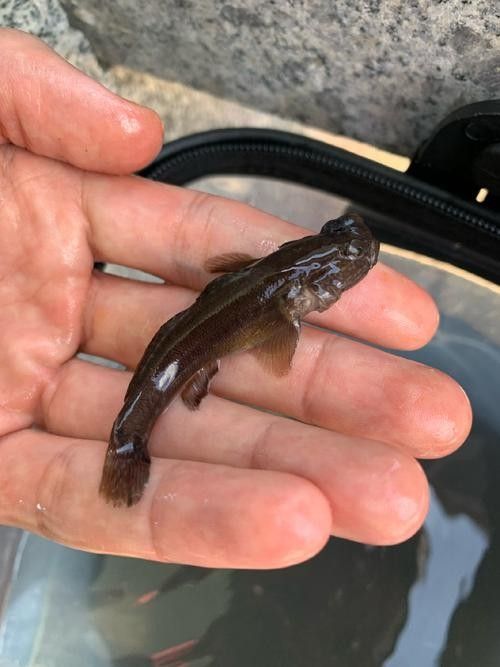 雷龍魚可以和蝦虎混養(yǎng)嗎圖片