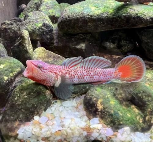 雷龍魚可以和蝦虎混養(yǎng)嗎圖片