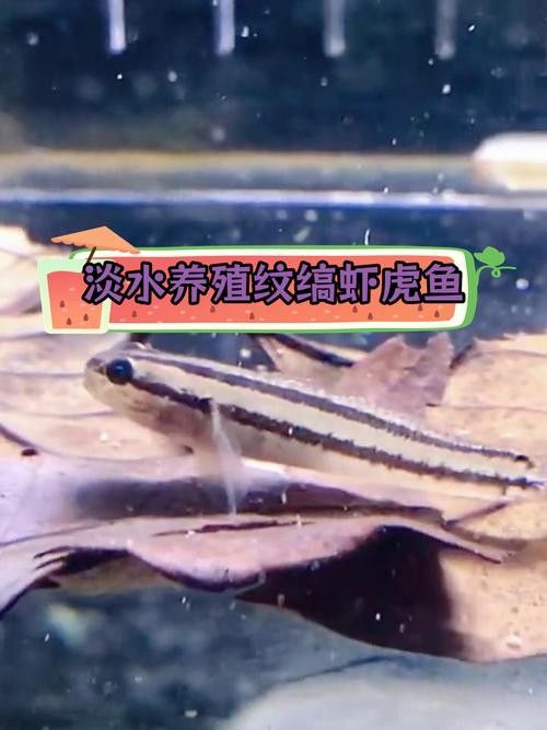 雷龍魚可以和蝦虎混養(yǎng)嗎圖片