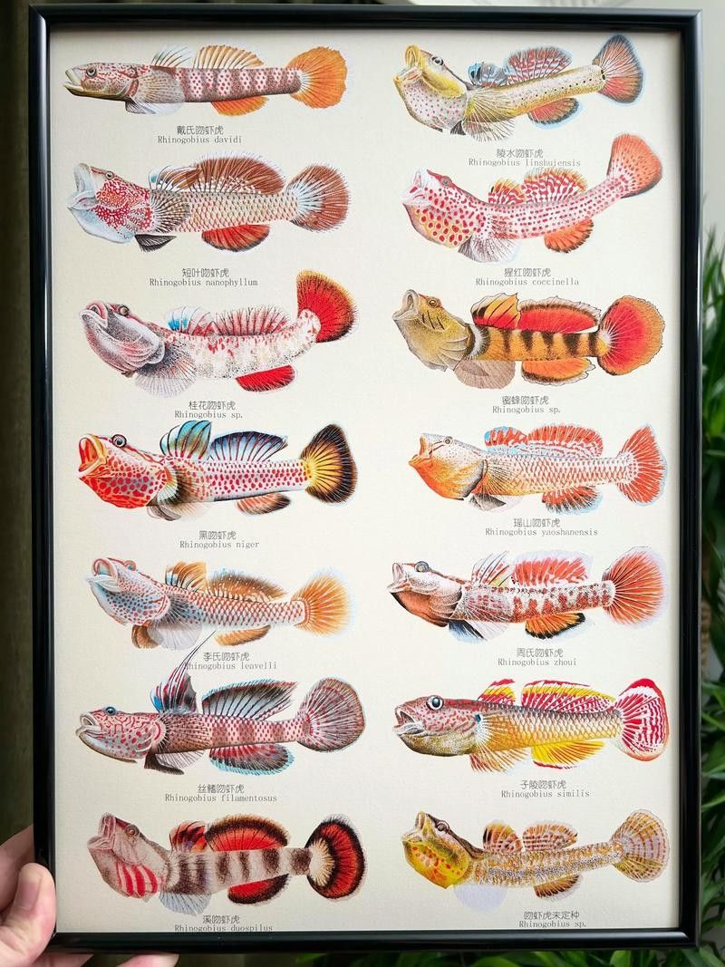 雷龍魚可以和蝦虎混養(yǎng)嗎圖片