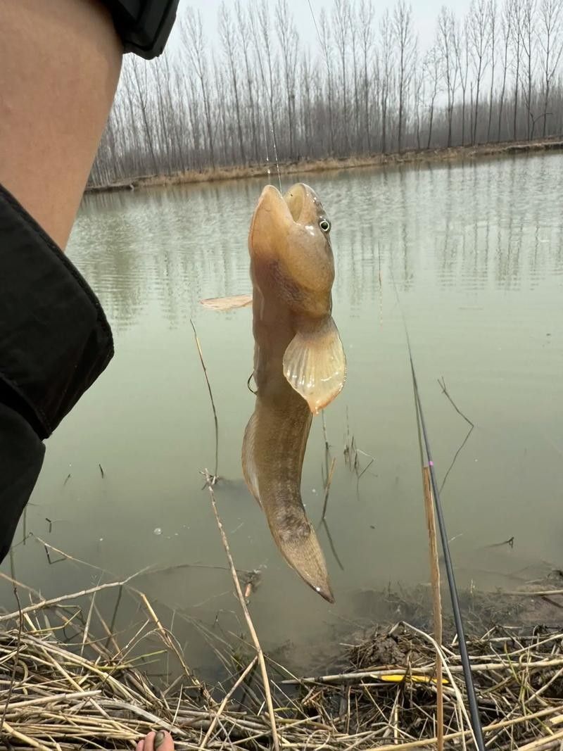 雷龍魚可以和蝦虎混養(yǎng)嗎圖片