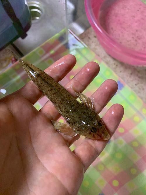 雷龍魚可以和蝦虎混養(yǎng)嗎圖片