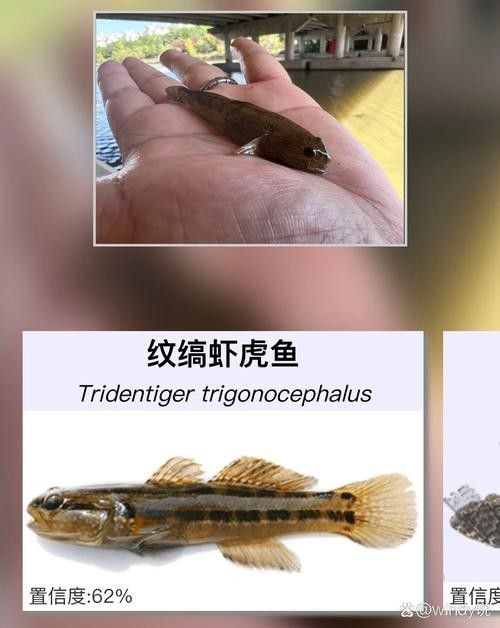雷龍魚可以和蝦虎混養(yǎng)嗎圖片