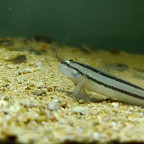 雷龍魚可以和蝦虎混養(yǎng)嗎圖片