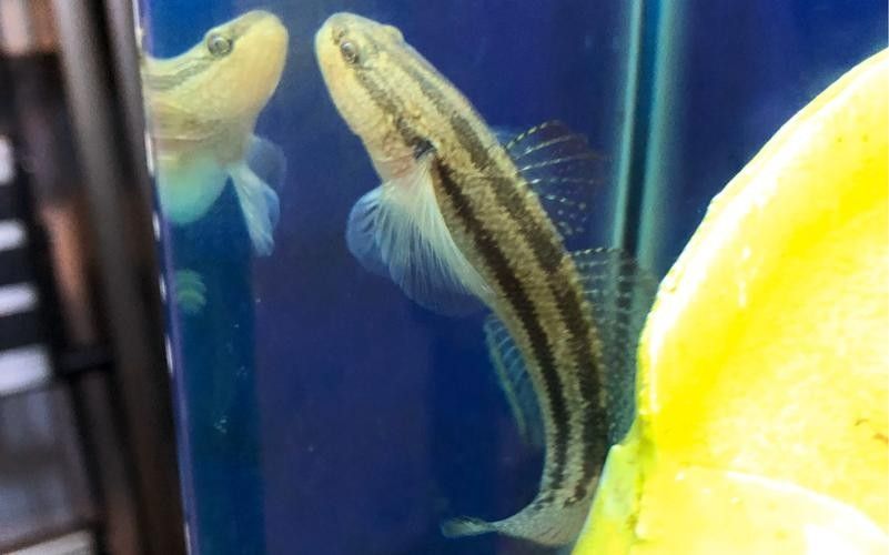 雷龍魚可以和蝦虎混養(yǎng)嗎圖片