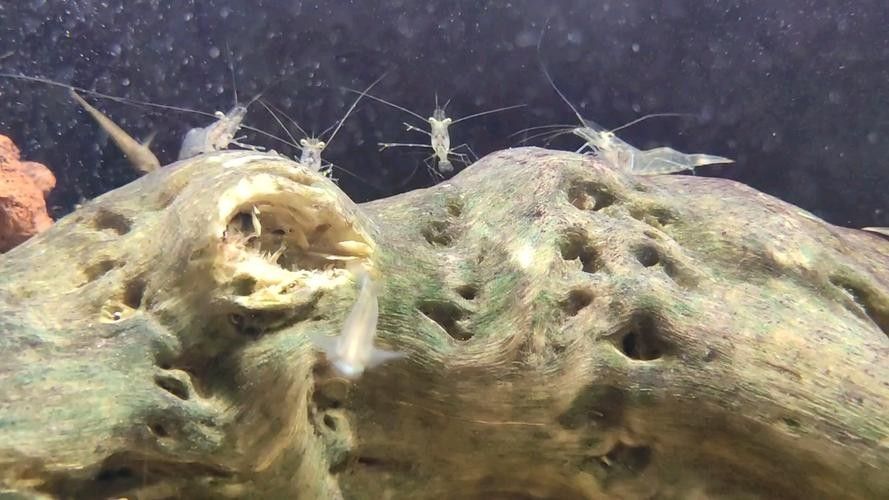 雷龍魚可以和蝦虎混養(yǎng)嗎圖片