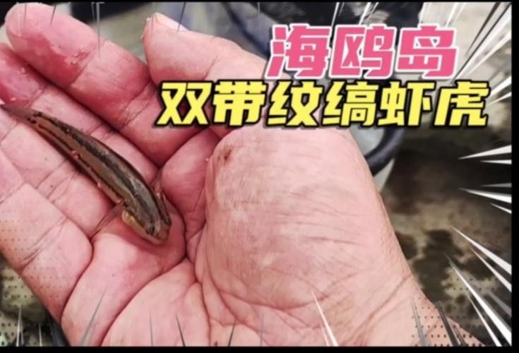 雷龍魚可以和蝦虎混養(yǎng)嗎圖片
