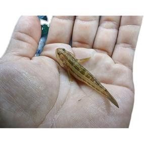 雷龍魚可以和蝦虎混養(yǎng)嗎圖片