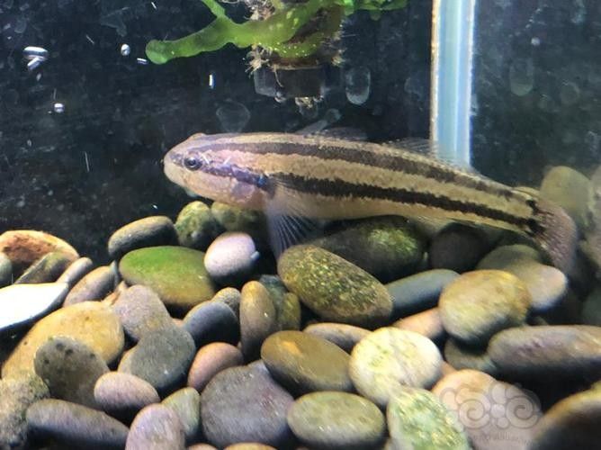 雷龍魚可以和蝦虎混養(yǎng)嗎圖片