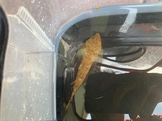 雷龍魚可以和蝦虎混養(yǎng)嗎圖片