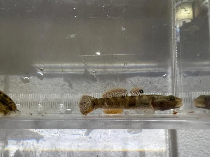 雷龍魚可以和蝦虎混養(yǎng)嗎圖片