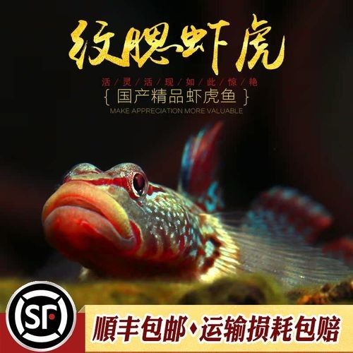 雷龍魚可以和蝦虎混養(yǎng)嗎圖片