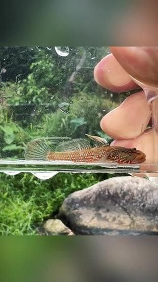 雷龍魚可以和蝦虎混養(yǎng)嗎圖片