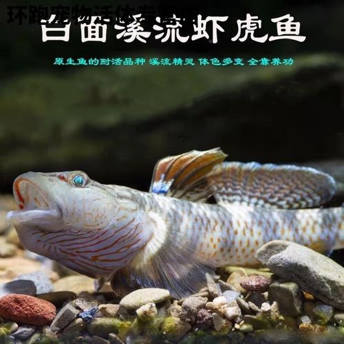 雷龍魚可以和蝦虎混養(yǎng)嗎圖片