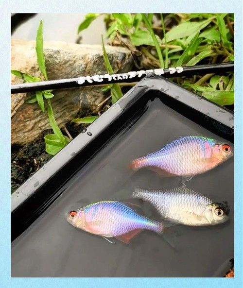 雷龍魚可以和蝦虎混養(yǎng)嗎圖片