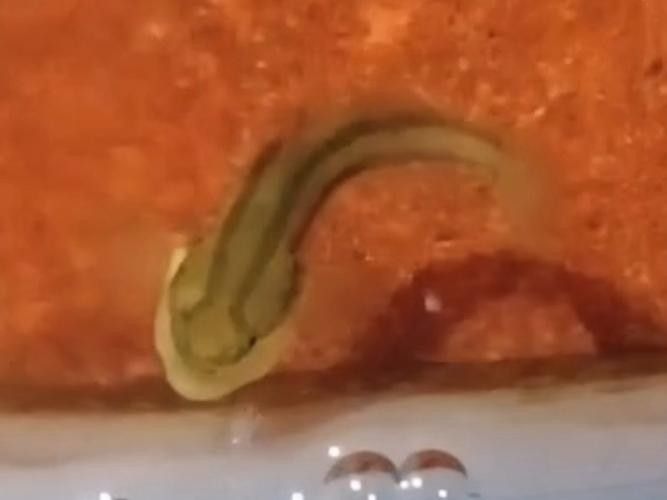 雷龍魚可以和蝦虎混養(yǎng)嗎圖片