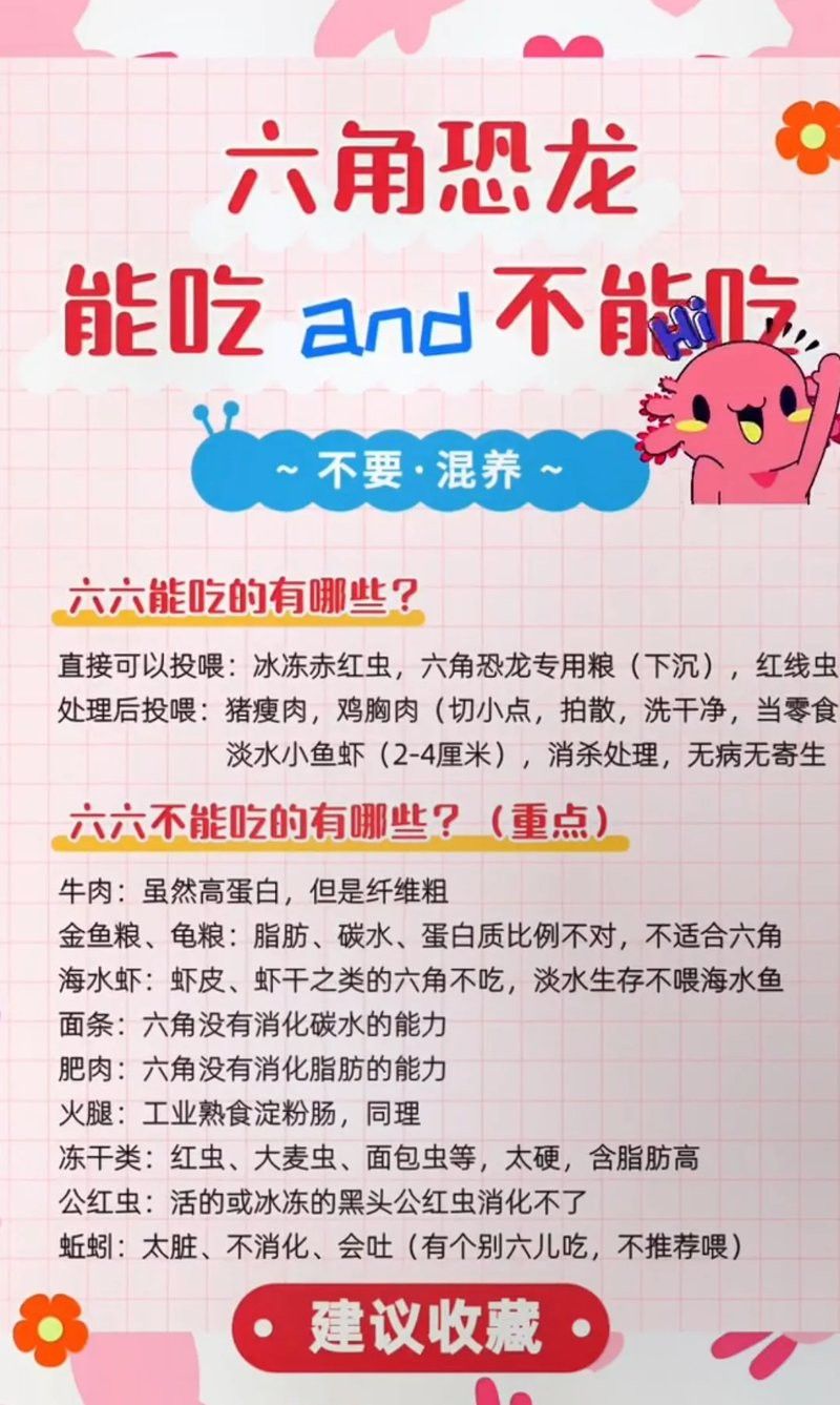 六角恐龍魚需要多少水
