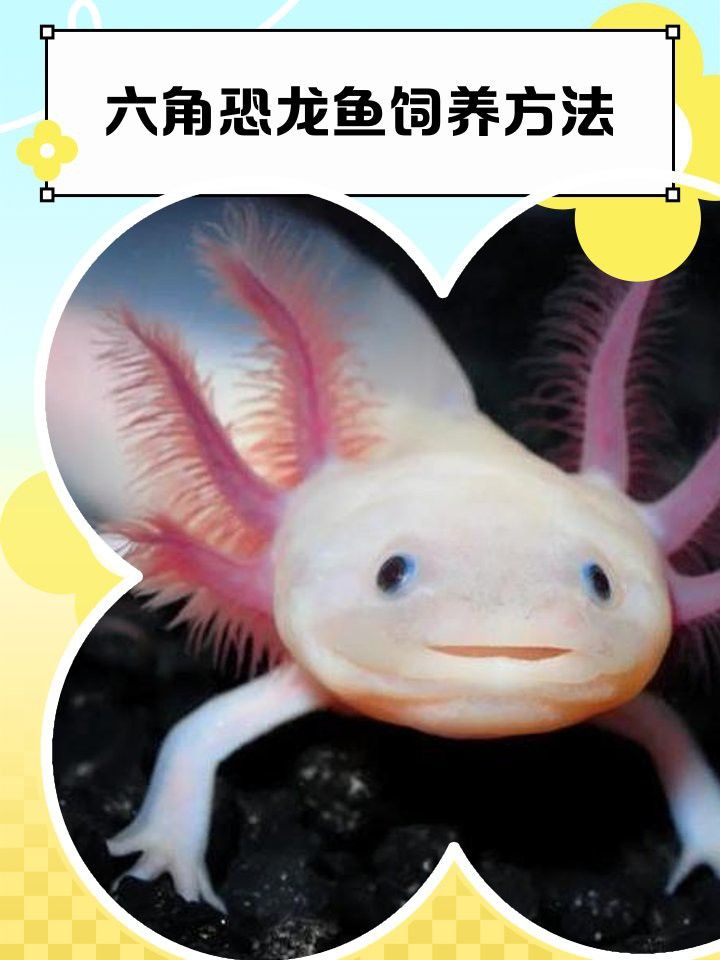 六角恐龍魚需要多少水