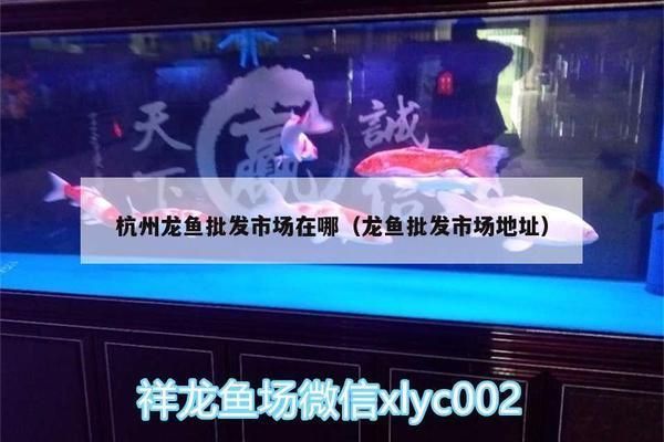 杭州金龍魚批發(fā)在哪里進貨：杭州金龍魚批發(fā)市場