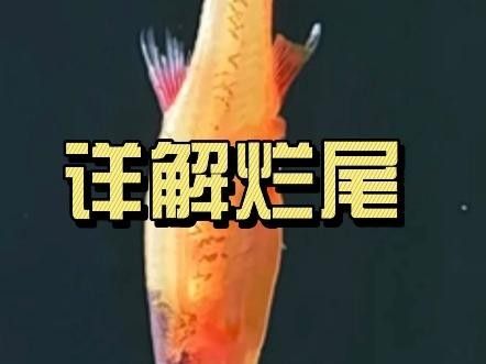 龍魚燒尾會復發嗎？
