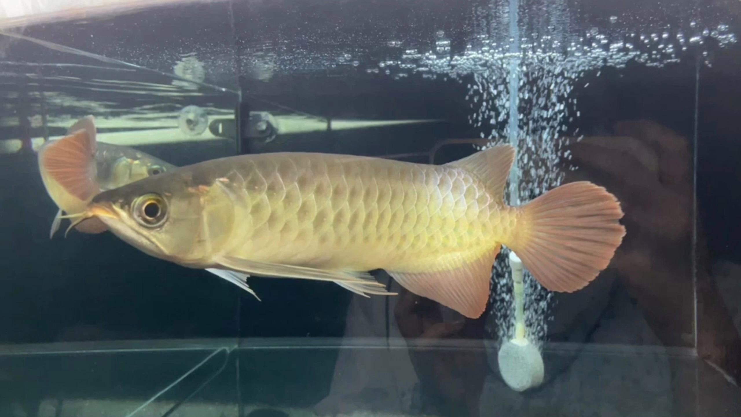 龍魚燒尾會復發嗎？