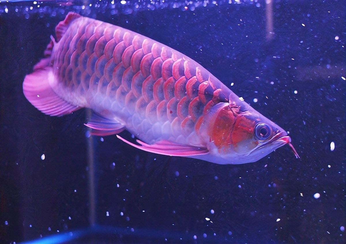 龍魚數(shù)量調(diào)整后多久可以換水？