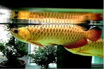 龍魚工業漁場：龍魚養殖技術哪家強