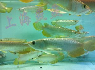 紅寶石金龍魚視頻：關于紅寶石金龍魚的視頻