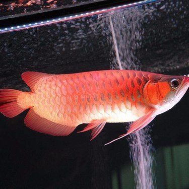 紅龍魚10元一斤還是20元