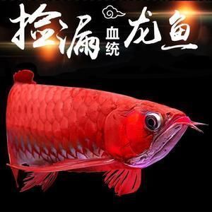 金龍魚吃飼料好不好：如何挑選高質量的金龍魚飼料，金龍魚飼料喂養的注意事項