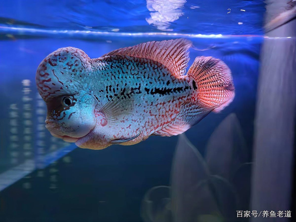 龍魚真菌感染后能自愈嗎？