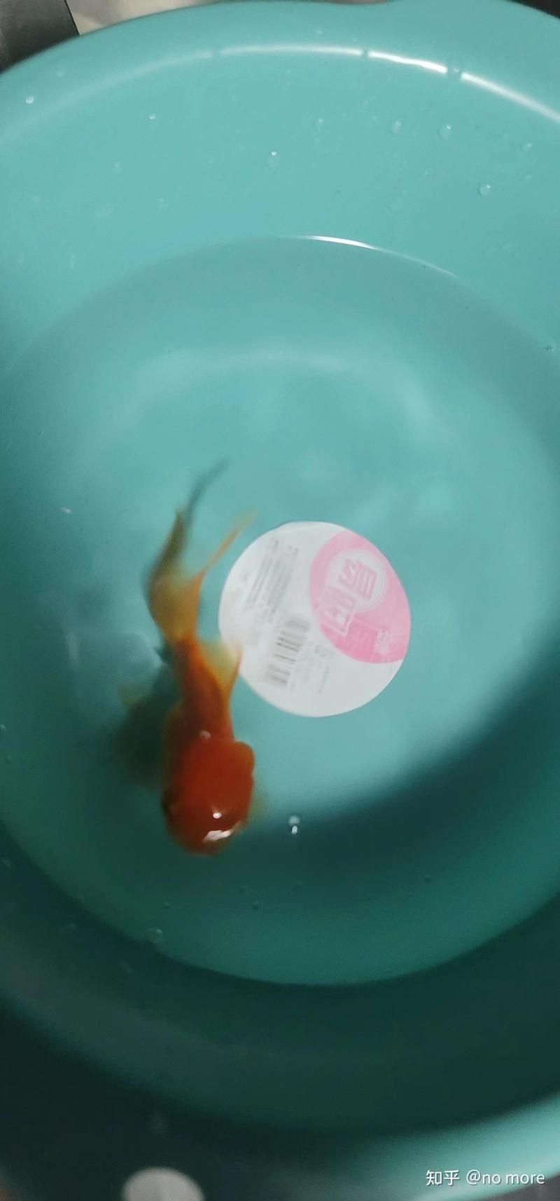 龍魚真菌感染后能自愈嗎？