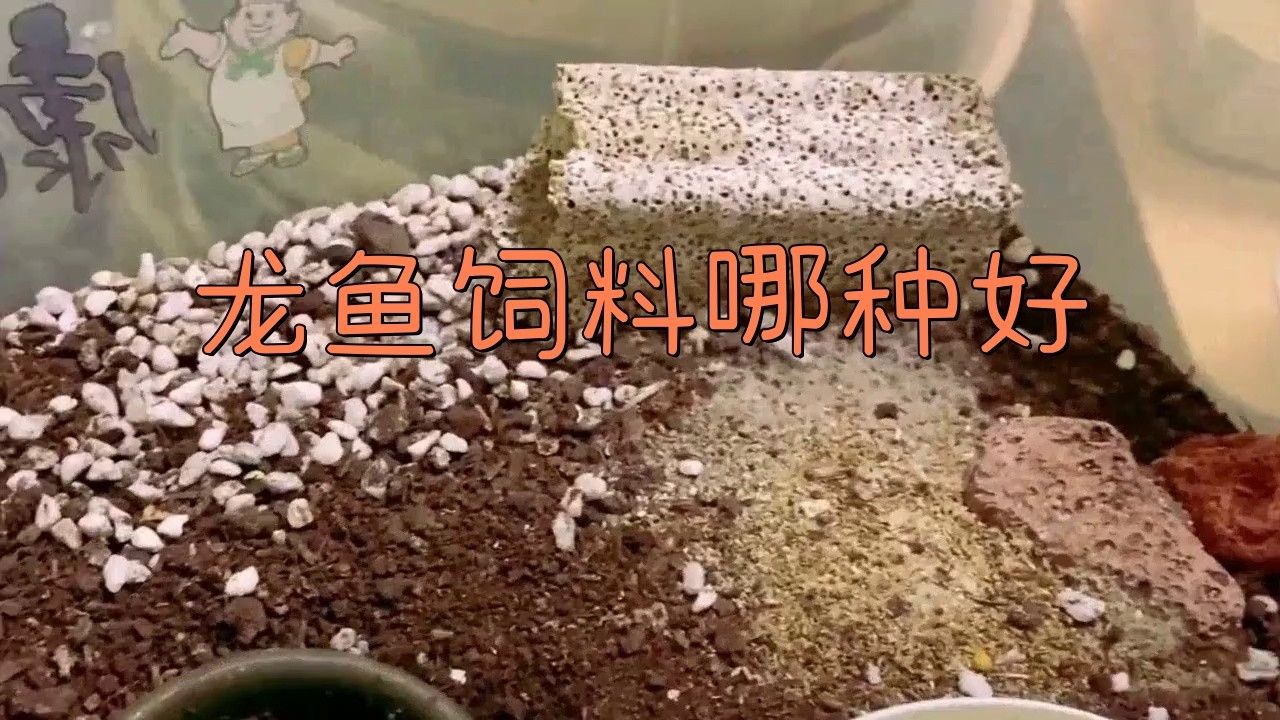 龍魚專用飼料哪個牌子好
