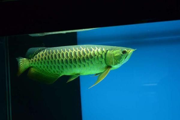 龍魚突然撞缸了