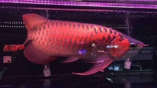 體型最大的龍魚品種：體型最大的龍魚品種是什么？