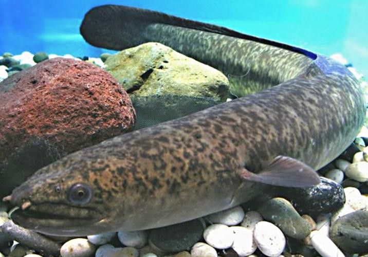 海南野生過山龍魚圖片大全集